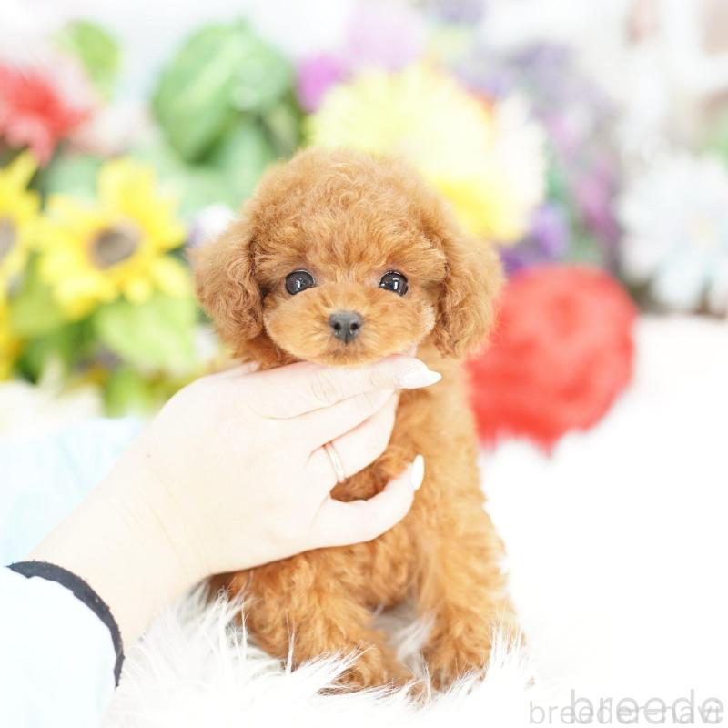 販売中の埼玉県のトイプードル-441233の1枚目