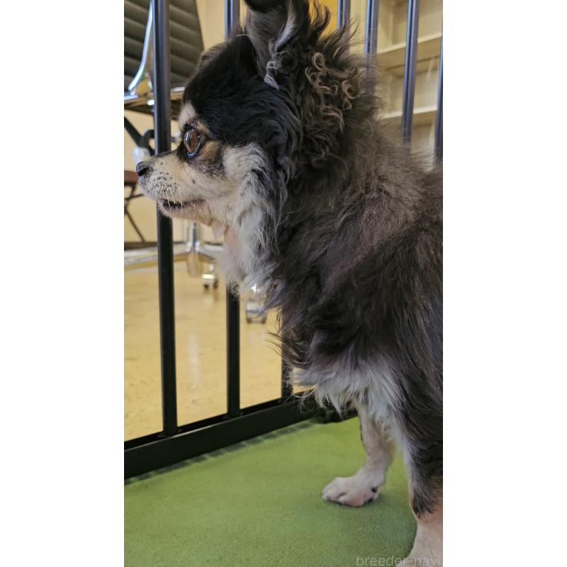 販売中の兵庫県のチワワ(ロングコート)-441235の4枚目