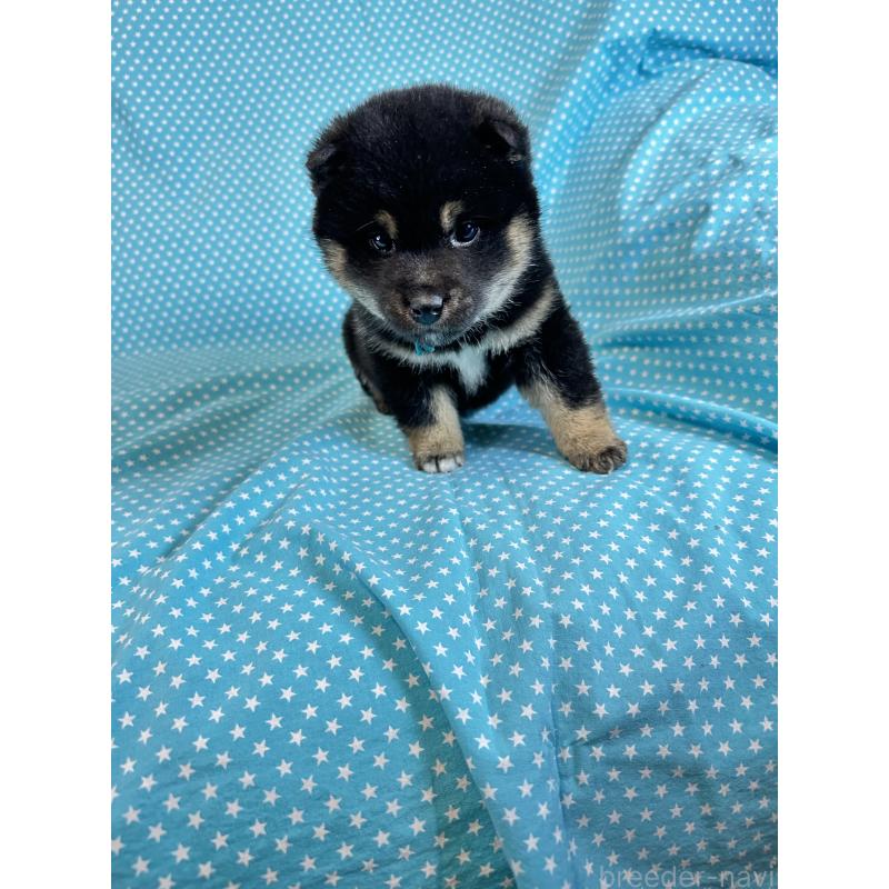 販売中の北海道の豆柴-441236の4枚目