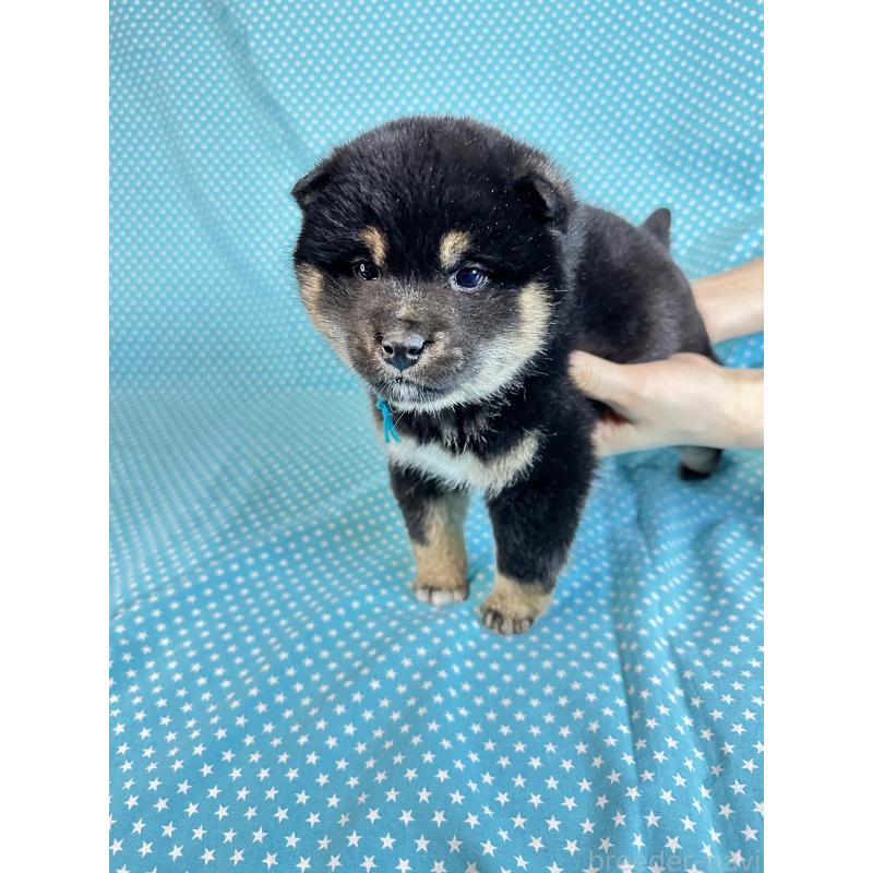 販売中の北海道の豆柴-441236の3枚目