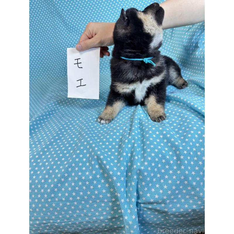 販売中の北海道の豆柴-441236の2枚目