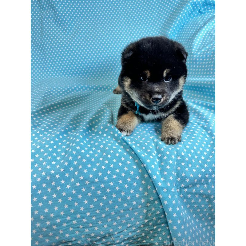 販売中の北海道の豆柴-441236