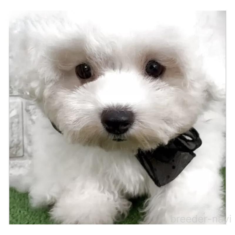 販売中の埼玉県のビションフリーゼ-441238