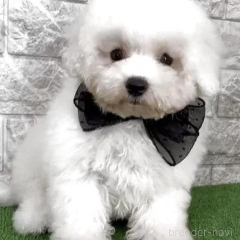 販売中の埼玉県のビションフリーゼ-441238の3枚目