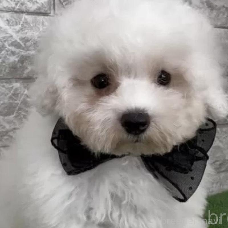 販売中の埼玉県のビションフリーゼ-441238の2枚目