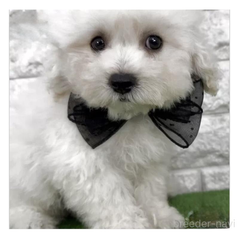 販売中の埼玉県のビションフリーゼ-441239の1枚目