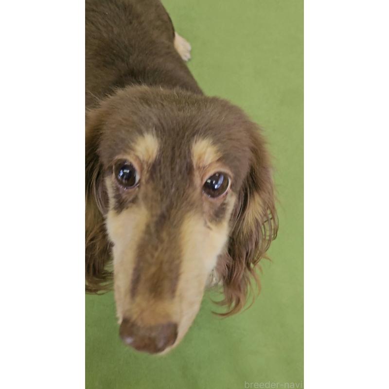 販売中の兵庫県のミニチュアダックスフンド(ロングヘアード)-441241の3枚目