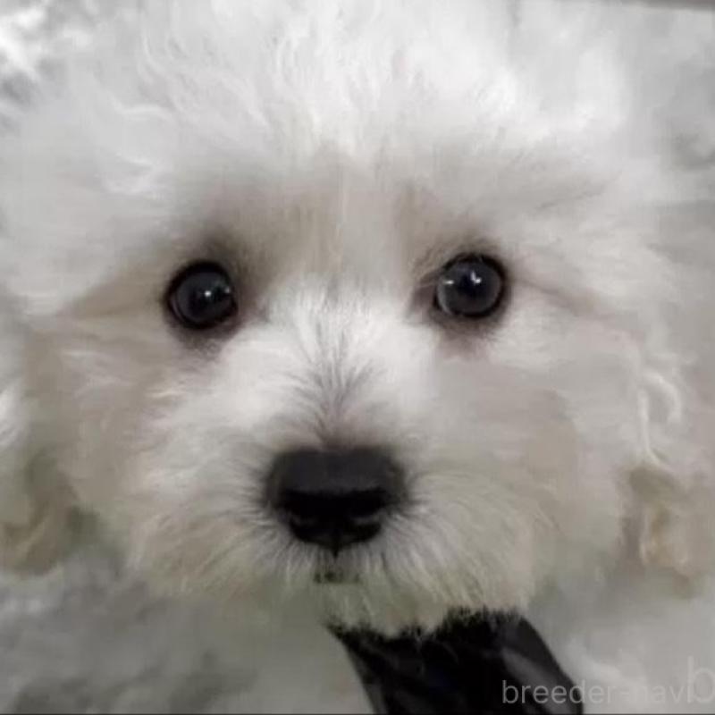 販売中の埼玉県のビションフリーゼ-441239の3枚目