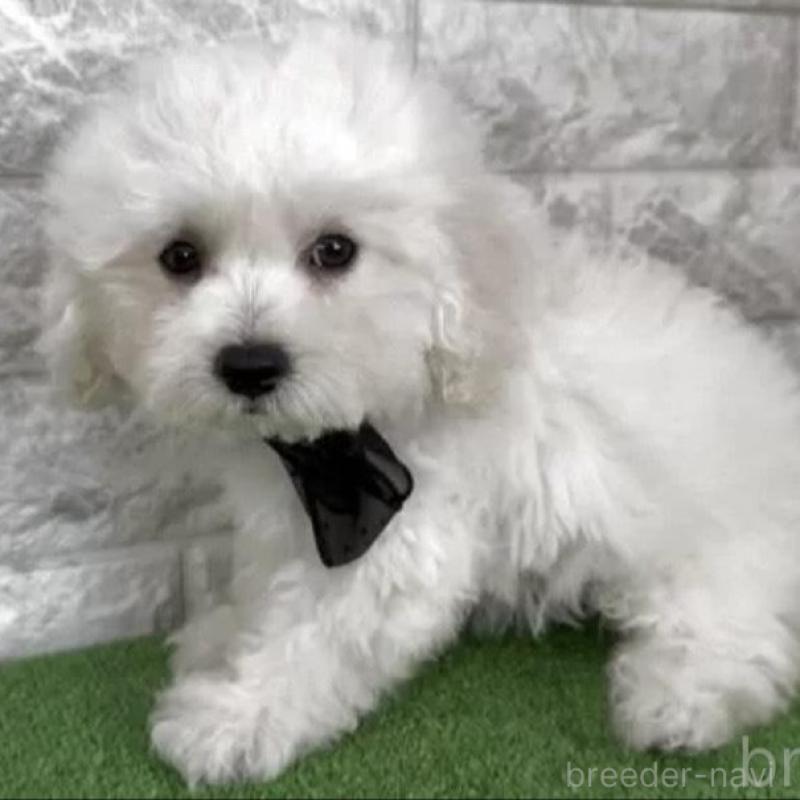 販売中の埼玉県のビションフリーゼ-441239の2枚目