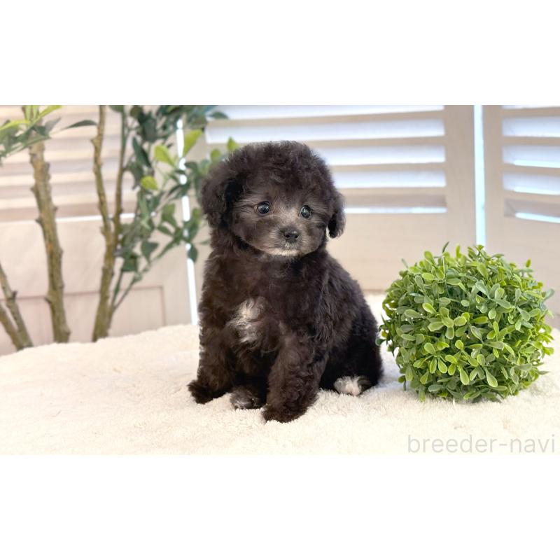 販売中の愛知県のタイニープードル-441240の4枚目