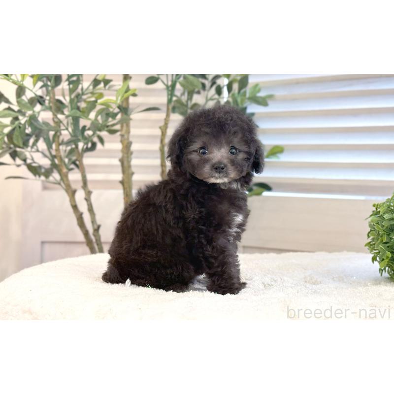 販売中の愛知県のタイニープードル-441240の3枚目