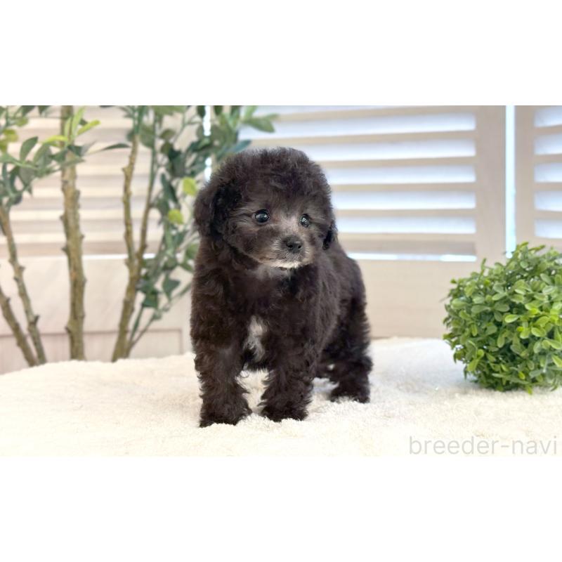 販売中の愛知県のタイニープードル-441240の2枚目