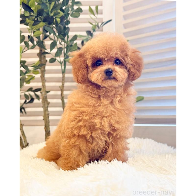 販売中の愛知県のトイプードル-441242の3枚目