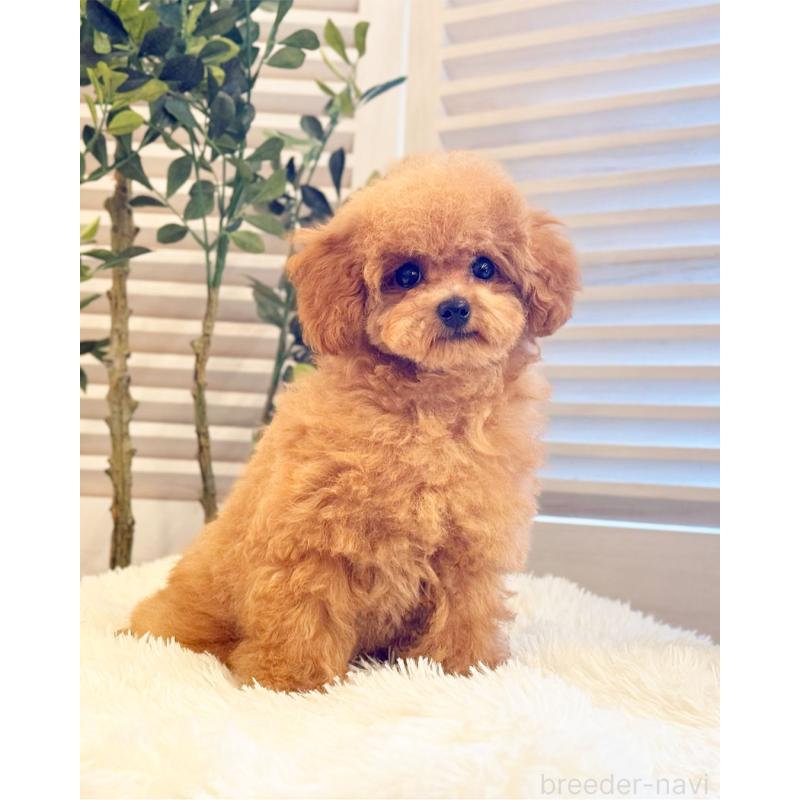 販売中の愛知県のトイプードル-441242の2枚目