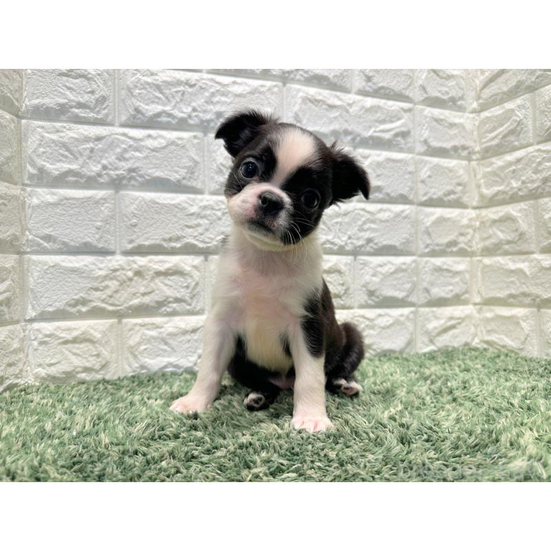 販売中の愛知県のボストンテリア-441243の4枚目