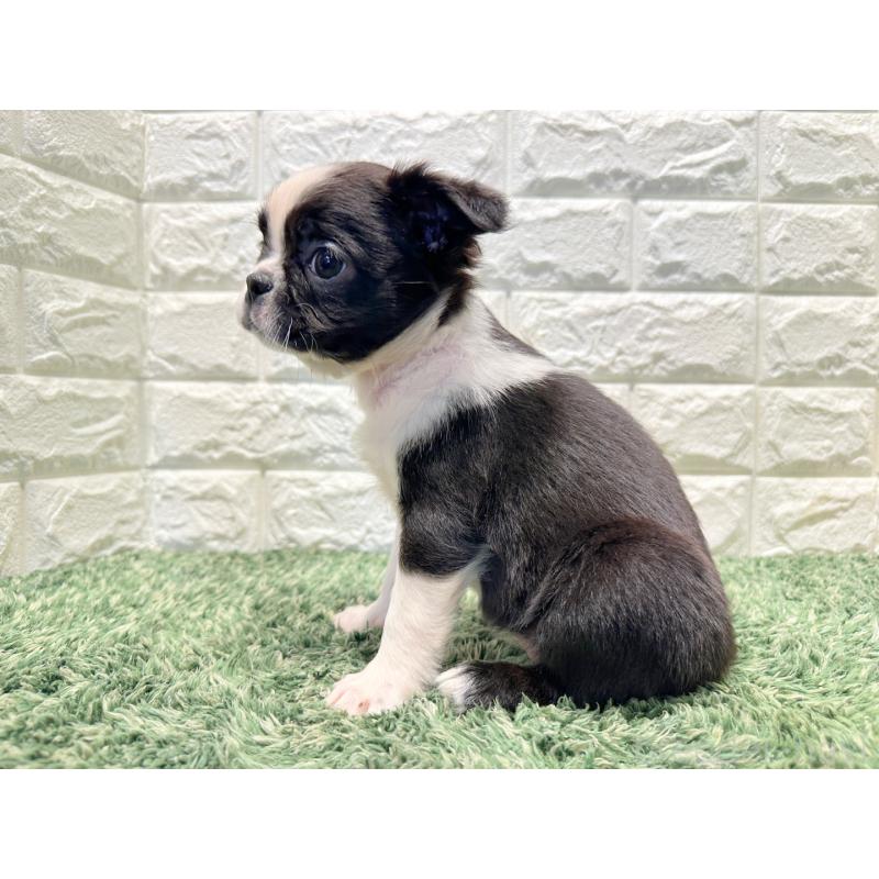 販売中の愛知県のボストンテリア-441243の3枚目