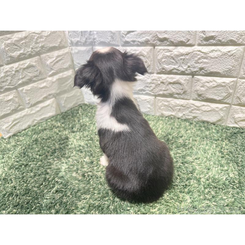 販売中の愛知県のボストンテリア-441243の2枚目