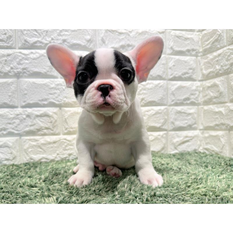 販売中の愛知県のフレンチブルドッグ-441244の5枚目