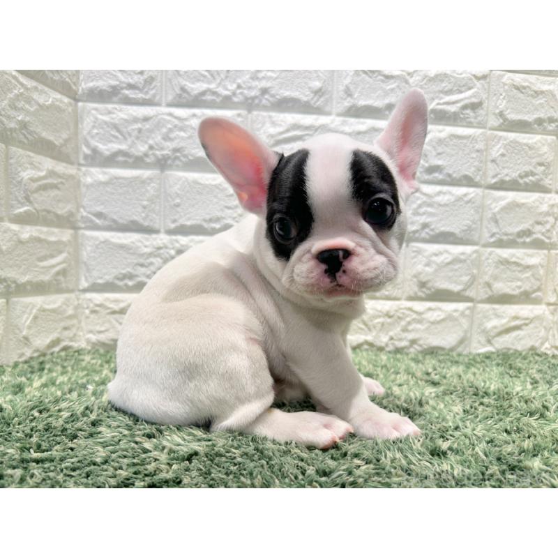 販売中の愛知県のフレンチブルドッグ-441244の4枚目