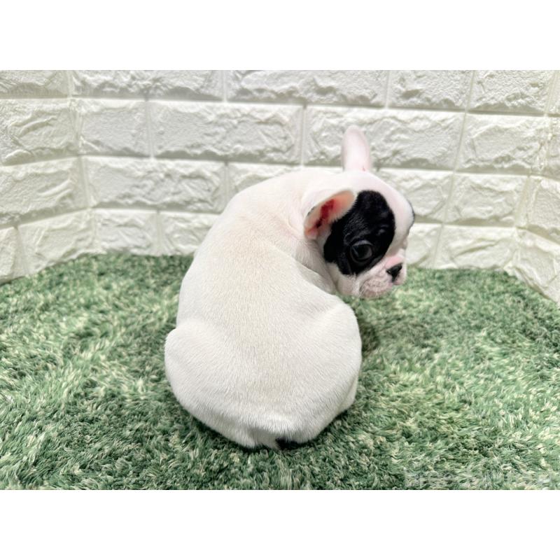 販売中の愛知県のフレンチブルドッグ-441244の3枚目