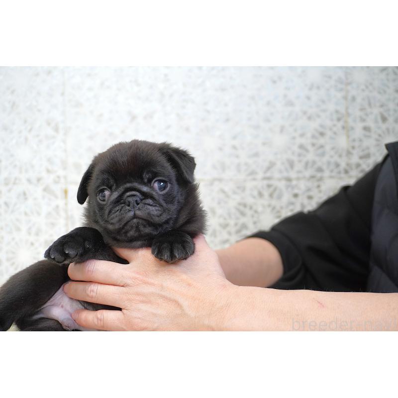 販売中の東京都のパグ-441247の8枚目