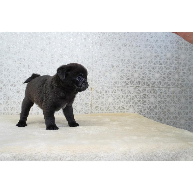 販売中の東京都のパグ-441247の7枚目