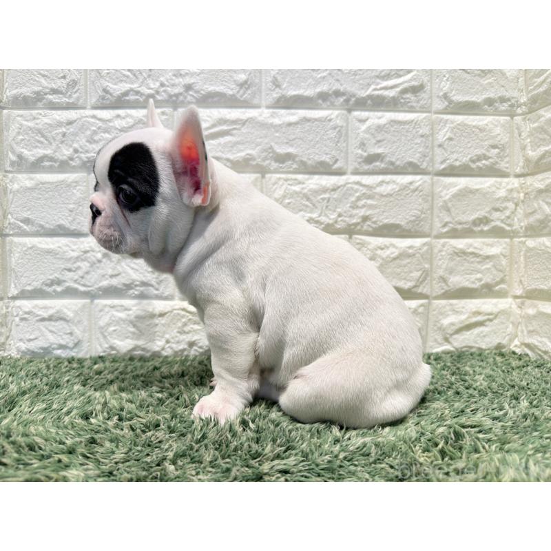 販売中の愛知県のフレンチブルドッグ-441244の2枚目