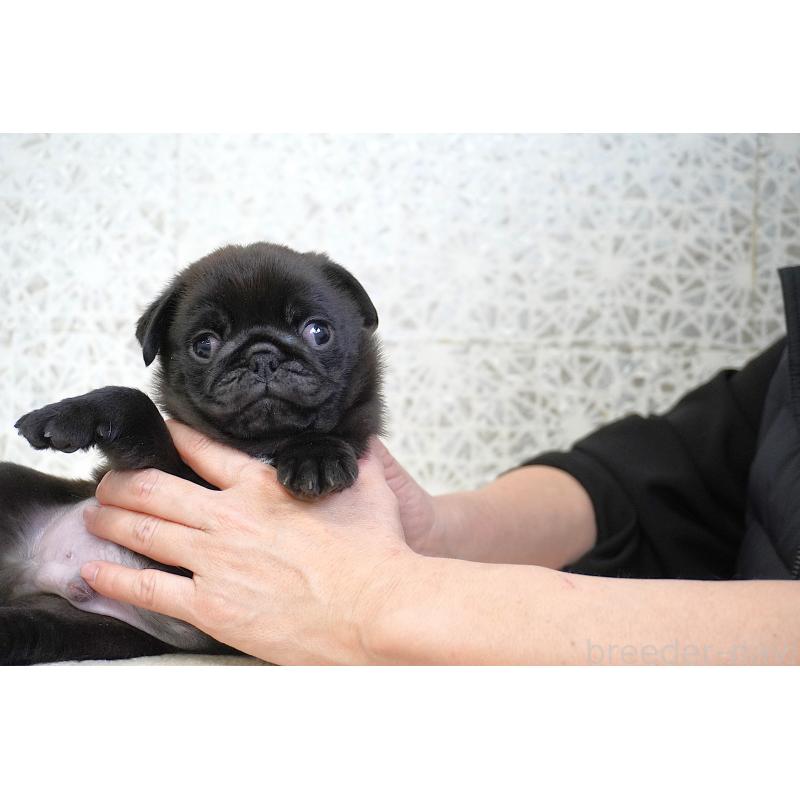 販売中の東京都のパグ-441247の6枚目