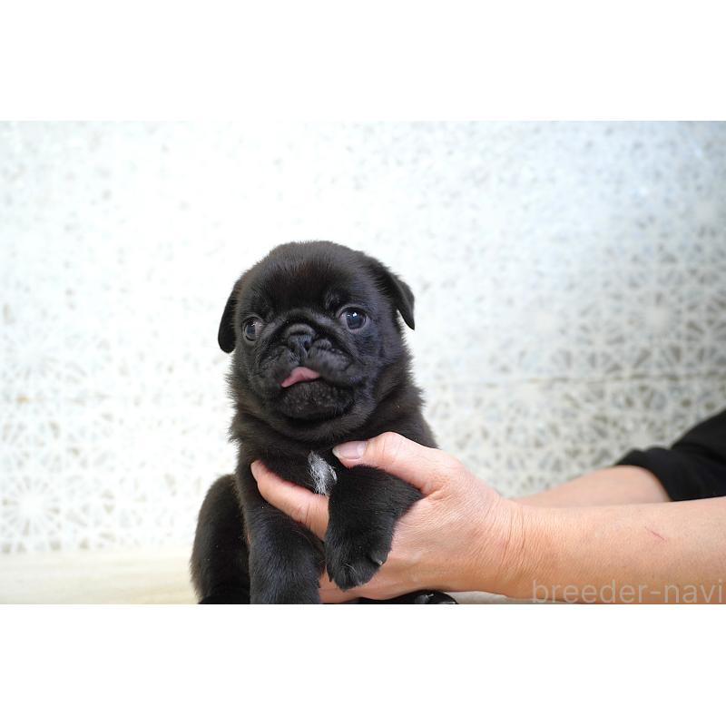 販売中の東京都のパグ-441247の5枚目