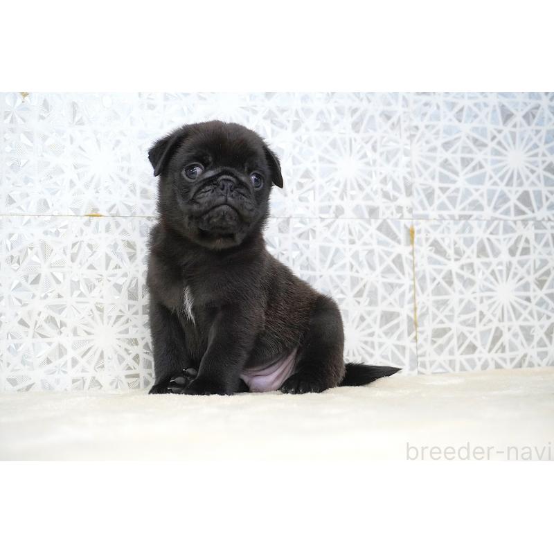 販売中の東京都のパグ-441247の4枚目