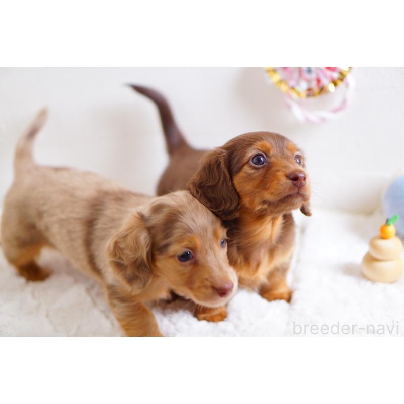 販売中の熊本県のミニチュアダックスフンド(ロングヘアード)-441248の5枚目