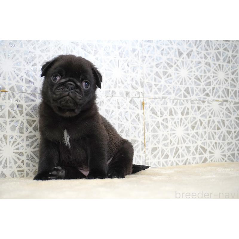 販売中の東京都のパグ-441247の3枚目