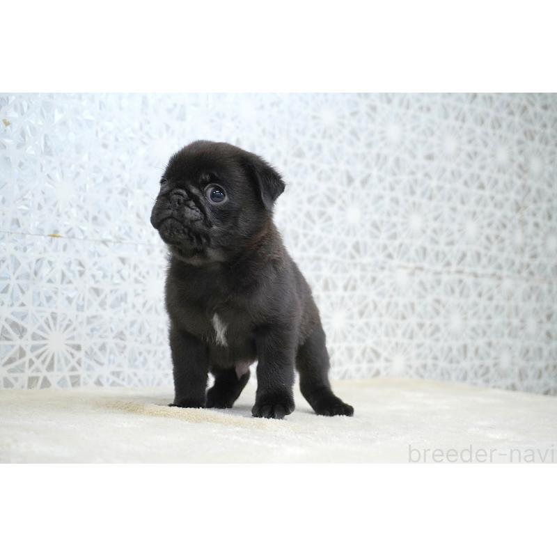 販売中の東京都のパグ-441247の2枚目