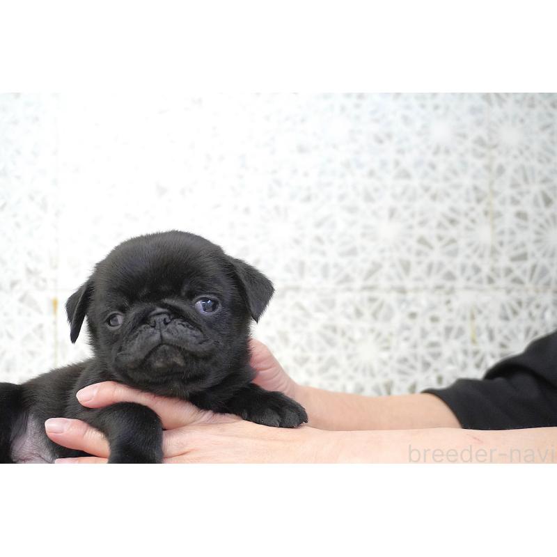 販売中の東京都のパグ-441250の9枚目