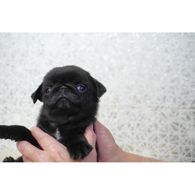 販売中の東京都のパグ-441250の8枚目