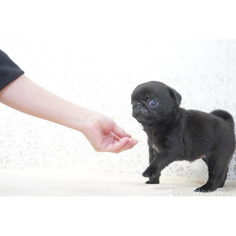 販売中の東京都のパグ-441250の6枚目