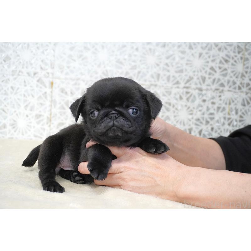 販売中の東京都のパグ-441250の5枚目