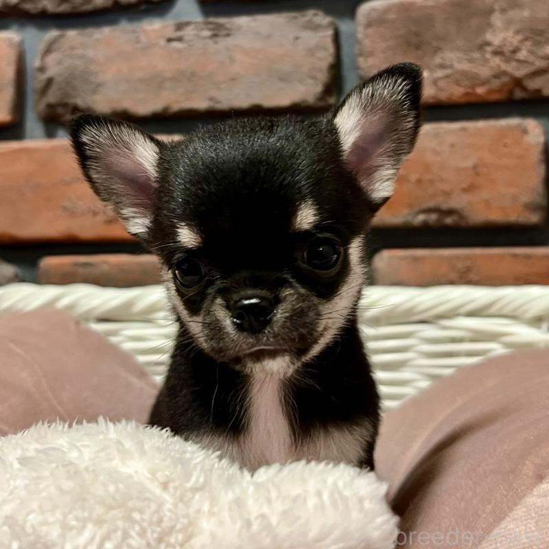 販売中の徳島県のチワワ(スムースコート)-441249