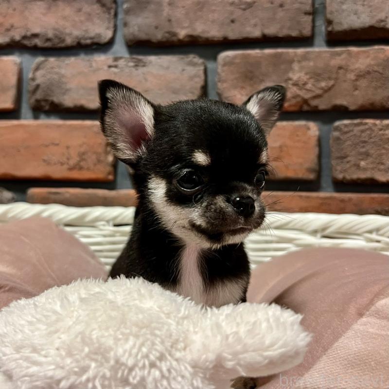 販売中の徳島県のチワワ(スムースコート)-441249の8枚目