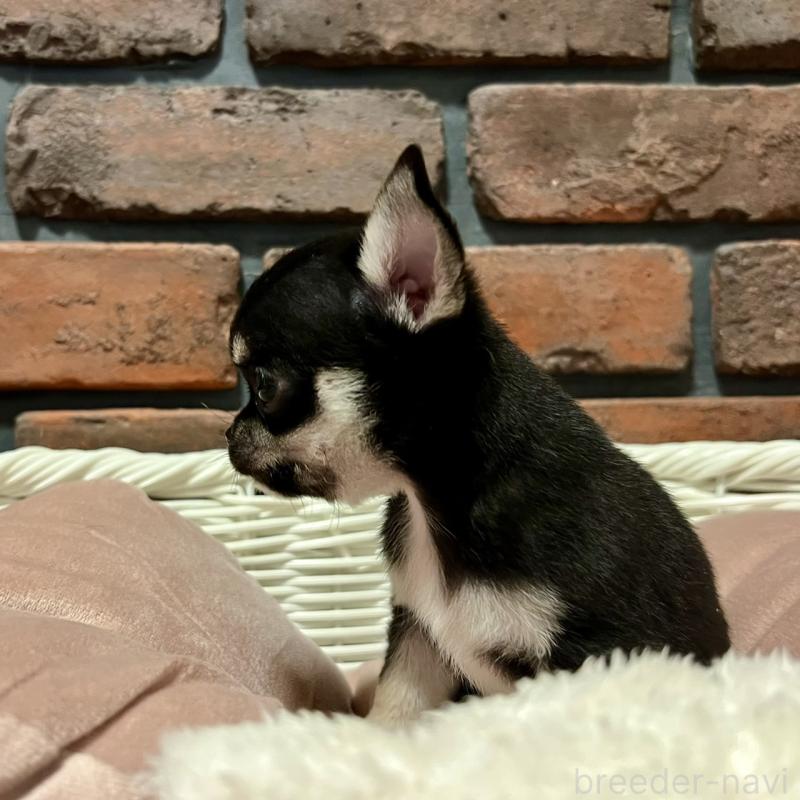 販売中の徳島県のチワワ(スムースコート)-441249の7枚目