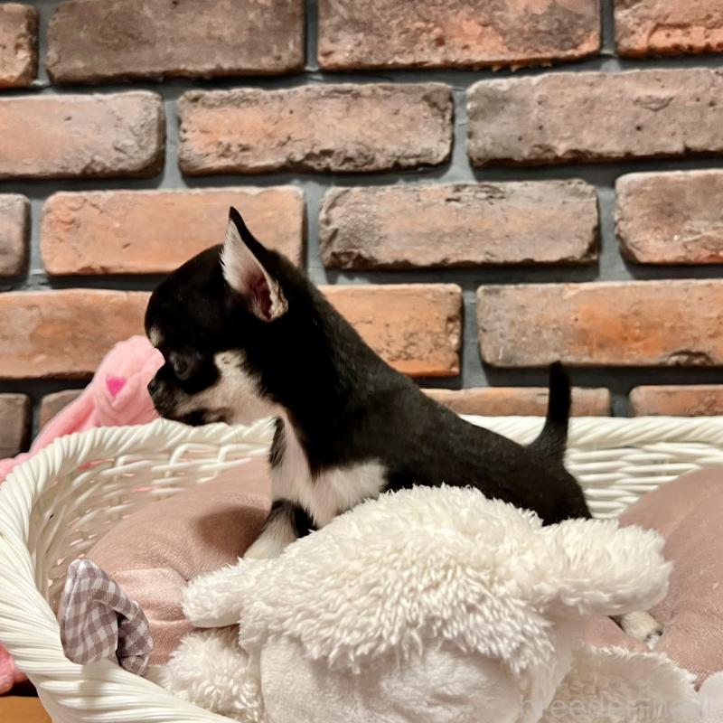 販売中の徳島県のチワワ(スムースコート)-441249の6枚目