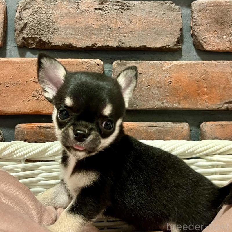 販売中の徳島県のチワワ(スムースコート)-441249の5枚目