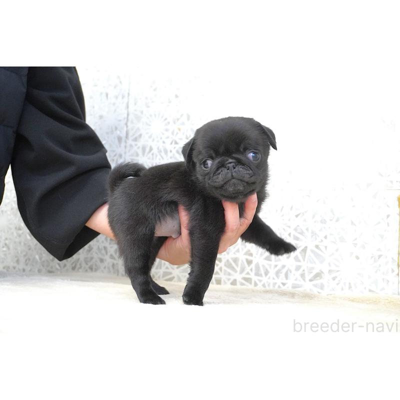 販売中の東京都のパグ-441250の2枚目