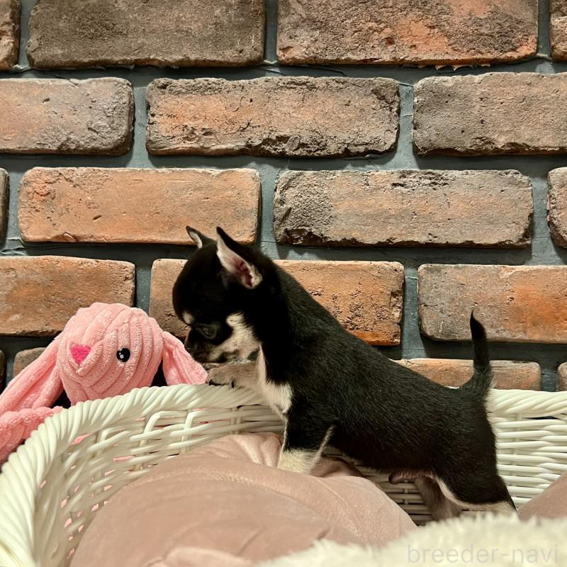 販売中の徳島県のチワワ(スムースコート)-441249の3枚目