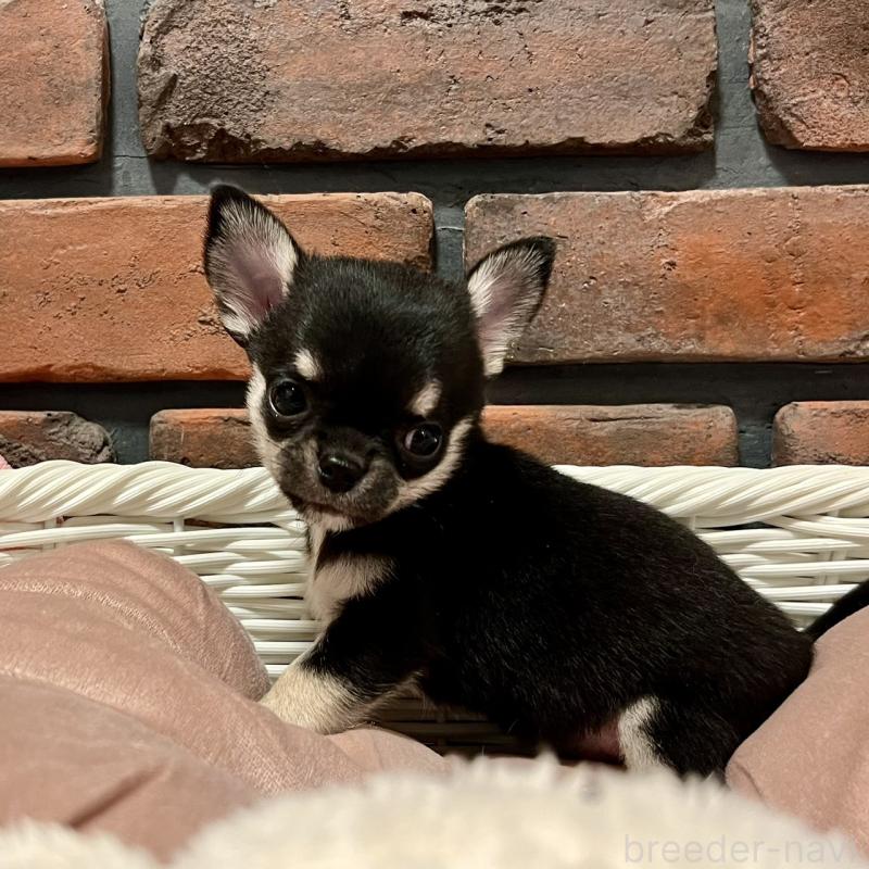 販売中の徳島県のチワワ(スムースコート)-441249の2枚目