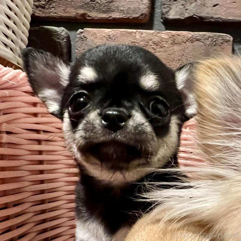 販売中の徳島県のチワワ(スムースコート)-441251の1枚目