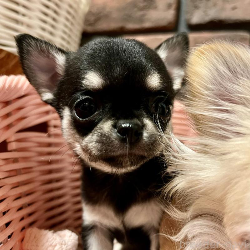 販売中の徳島県のチワワ(スムースコート)-441251の8枚目