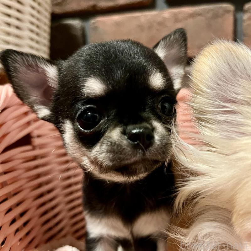 販売中の徳島県のチワワ(スムースコート)-441251の7枚目