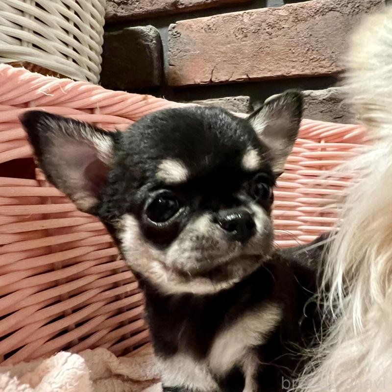 販売中の徳島県のチワワ(スムースコート)-441251の5枚目