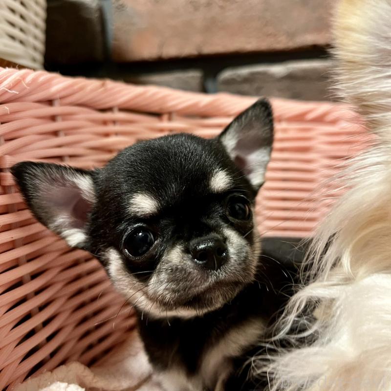 販売中の徳島県のチワワ(スムースコート)-441251の3枚目